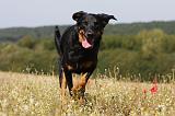 BEAUCERON 734